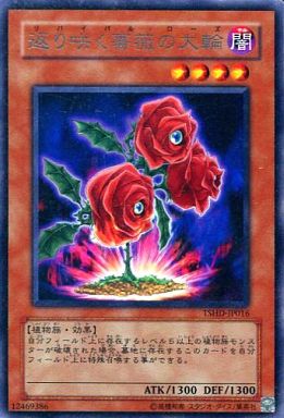 返り咲く薔薇の大輪