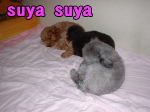 umichan