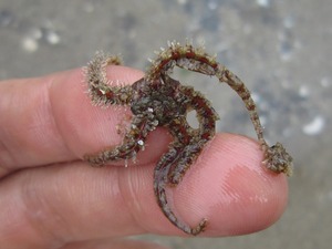 トゲクモヒトデの仲間A