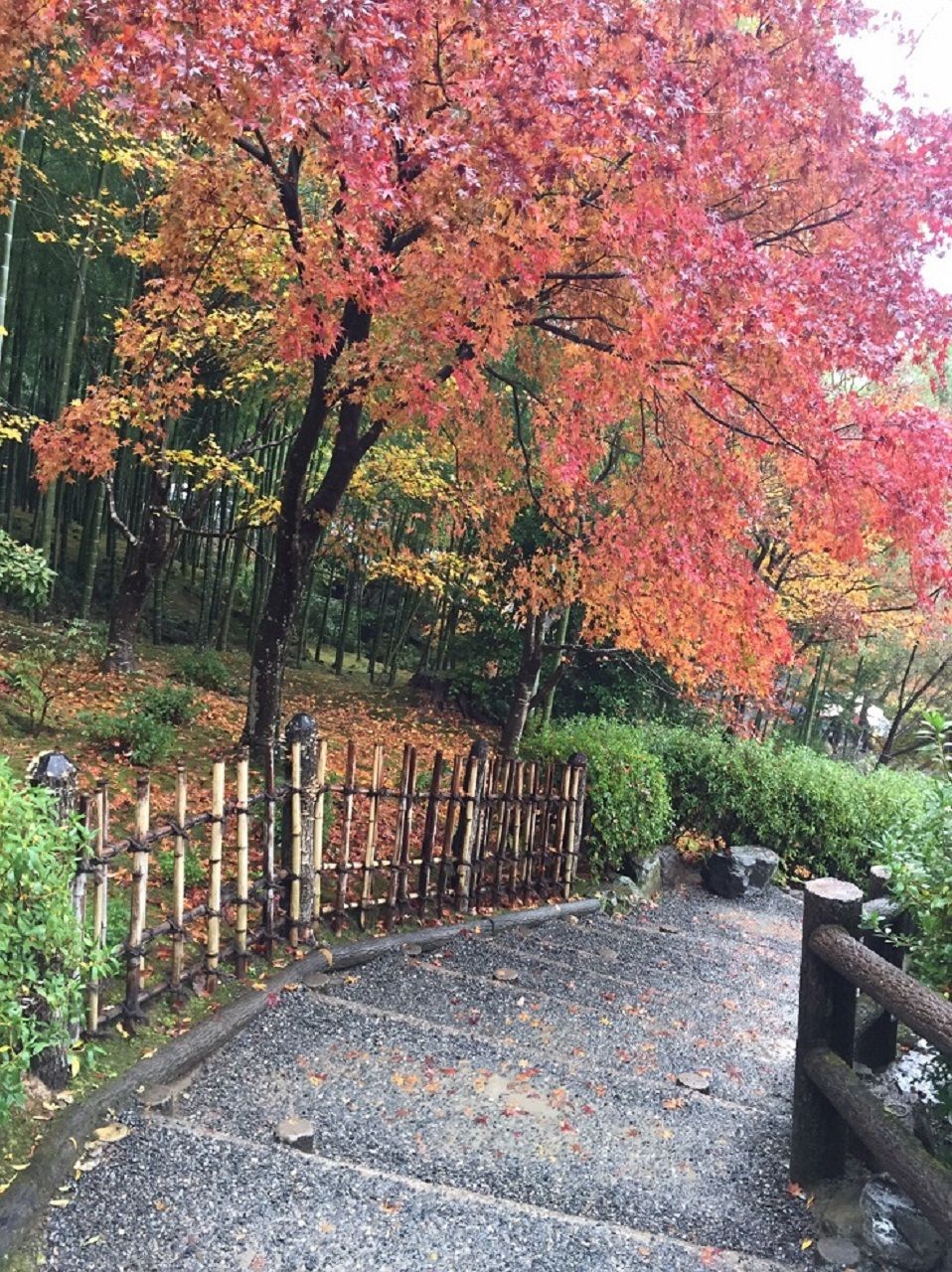 紅葉写真6