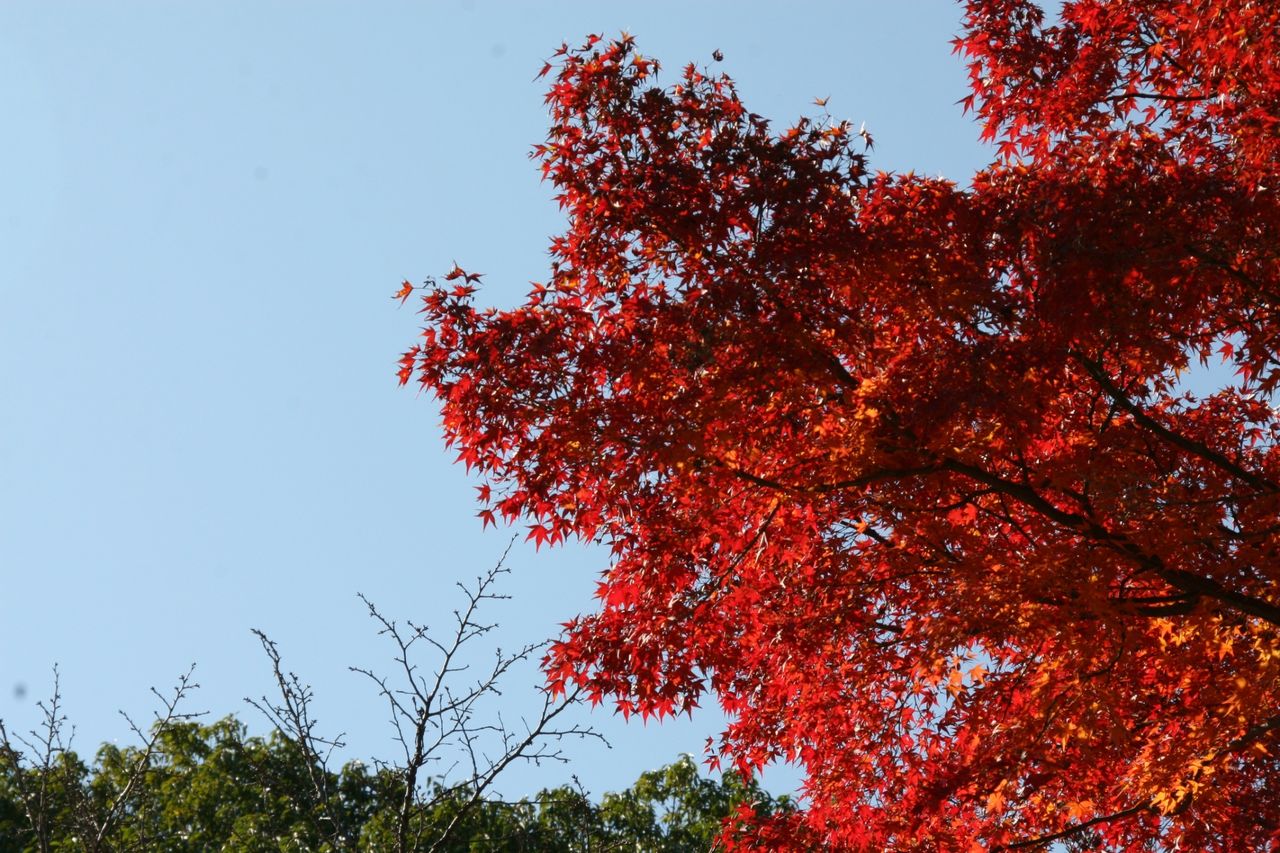 紅葉いこーよー_171213_0305