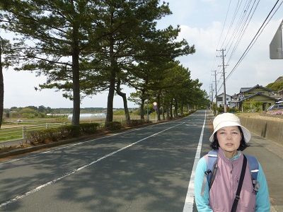 058 浜名旧街道松並木