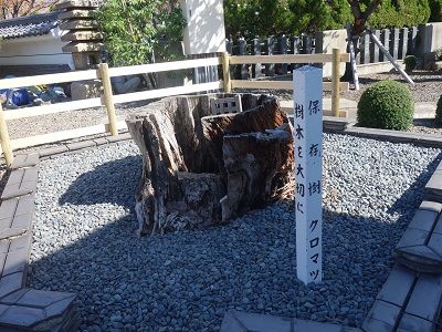 063 クロマツの名残り株