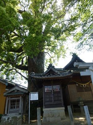 080 楠木(関川神社)