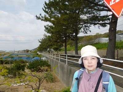 059 浜名旧街道松並木③
