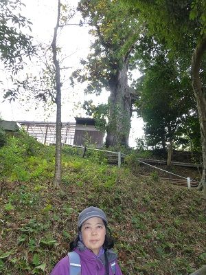 017 弘法杉