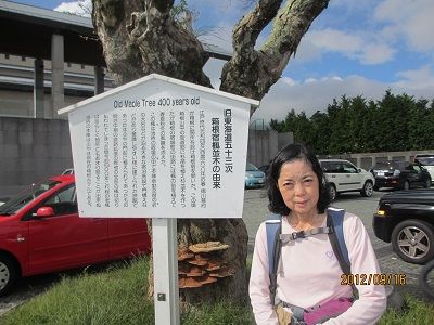 37 箱根本陣:楓並木①