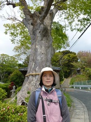 041 諏訪神社の大ケヤキ