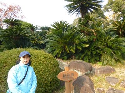 022 相楽園・蘇鉄園