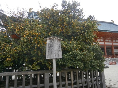 右近の橘1