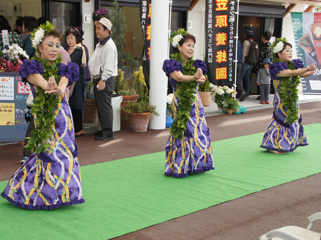 ハラウオカマイレ