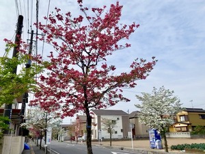 IMG_3984