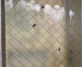 IMG_0368