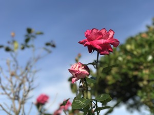 IMG_4956