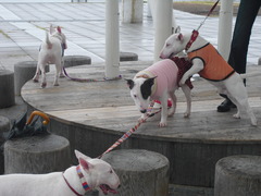 2011_1105_115045-CIMG3220