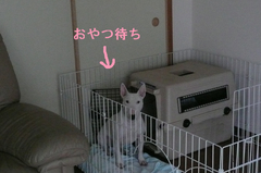 BlogPaint