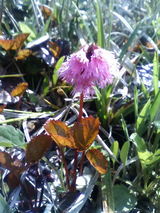 06花1