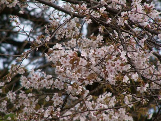 PICT0016_2