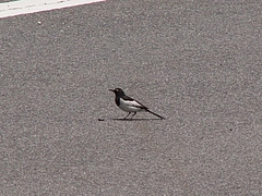 地面に降りた小鳥