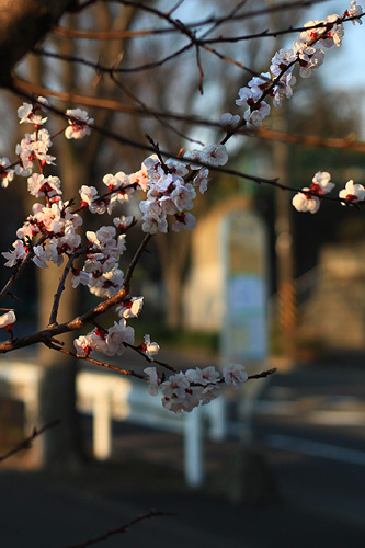 20110329