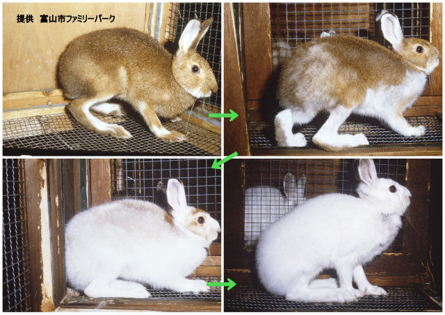 ノウサギの白化 : 熊谷さとしのフィールドニュース！！