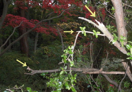 CIMG0126