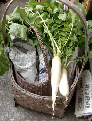 6907daikon