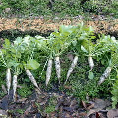 6910daikon