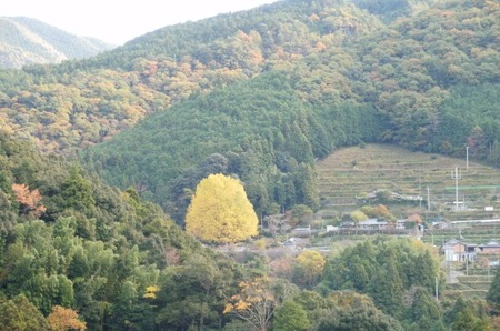 福定宝泉寺の大銀杏