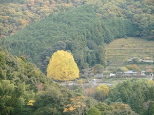 福定宝泉寺の大銀杏