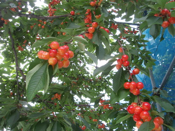 P7030003