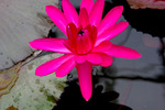 IMGP9706