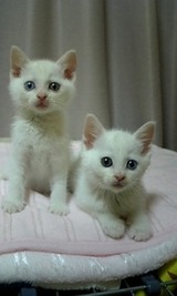 20100718猫