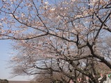 20140325uenosakura