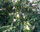 65f31f50.JPG
