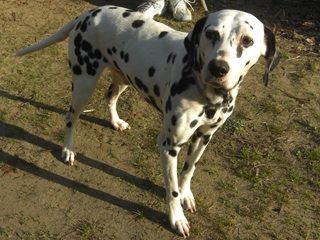 pepper0002