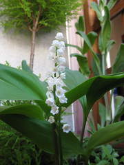 muguet