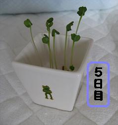 かいわれ大根5日目