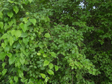 DSCN2577