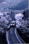 高千穂鉄橋の桜
