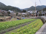 大原の畑