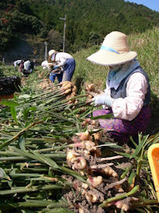 生姜収穫2009.11