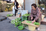 野沢菜漬けの景色