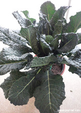 アレッタ鉢植え