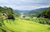 佐那河内村の棚田
