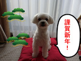 BlogPaint