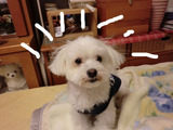 BlogPaint