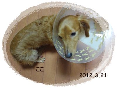 足けが