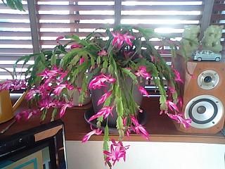 満開