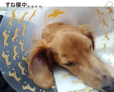 すねね